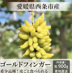 ゴールドフィンガー900g粒売り 宅急便コンパクト愛媛県西条市産のサムネイル