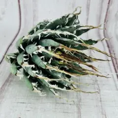 itoshimatanikulab様 リクエスト 4点 まとめ商品