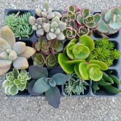 多肉植物　セダム　カット苗　詰め合わせのサムネイル