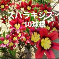 Mei様 リクエスト 2点 まとめ商品