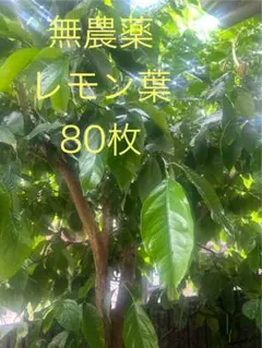 무농약!가지가 달린 레몬 잎 (80개) 제비꼬리나비 사료