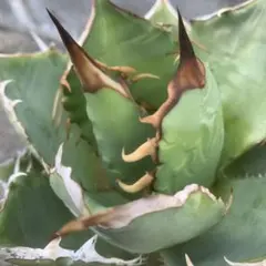 現地育成】アガベ オアハカ オテロイ 実生 現地育成株 子株 チタノタ