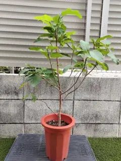 ⭐︎紫の花が咲く幻のユーカリ⭐︎ アルボプルプレア - メルカリ