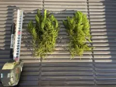 天然マツモ□5Lバケツ盛り‼️⚠️北海道、沖縄県、離島は発送しません