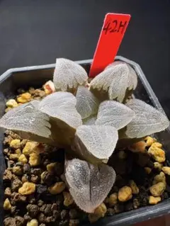 22h 多肉植物 ハオルチア 沁影コレクタ錦 自家繁殖 鉢植え発送 - メルカリ