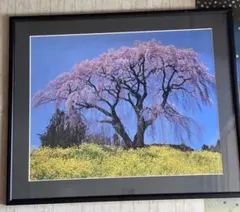 桜の風景画