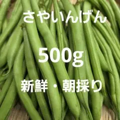新鮮・朝採り❣️　旬のさやいんげん　500g　ネコポスのサムネイル