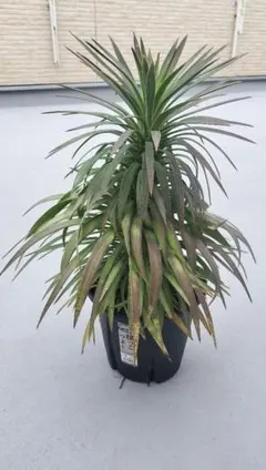 2026年最新】ユッカ 植物の人気アイテム - メルカリ