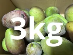 摘果マンゴー　青マンゴー　約3kgのサムネイル