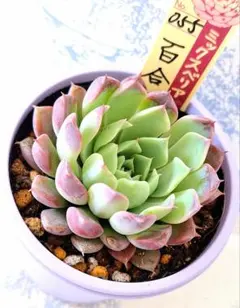 2026年最新】ミックスベリアの人気アイテム - メルカリ