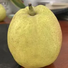 ニューエラ キャップ