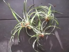 ＊オリヅルラン 子株 3株 斑入り＊どんどん育ち、簡単に育ちますのサムネイル