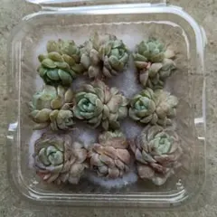 エケベリア ピュアラブ　お得な双頭株！ カット苗 寄植え用