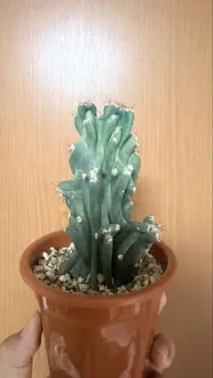 サボテン 綴化 観葉植物のサムネイル