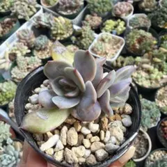 多肉植物抜き苗♡桜蓮♡のサムネイル