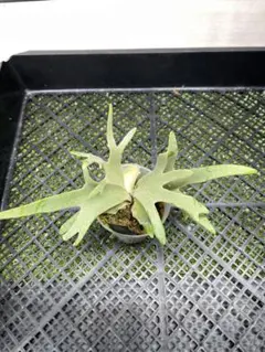トキントキンの一級品‼️】veitchii wild 板付け子株 - メルカリ