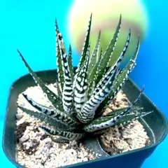 548 パイプバンド多肉植物 ハオルチア アロエ - メルカリ