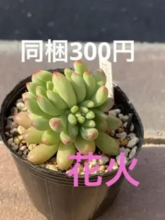 わんにゃん様 リクエスト 3点 まとめ商品