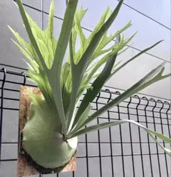 masa様 リクエスト 3点 まとめ商品