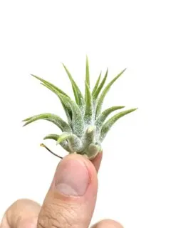 Tillandsia Mexico No.3928 エアープランツ Tillandsia Mexico No.3928 エアープランツ - メルカリ