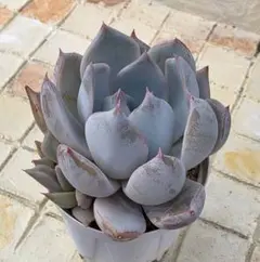 プルメリ様 リクエスト 3点 まとめ商品