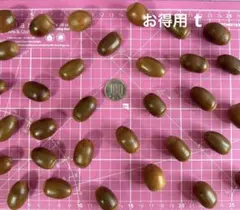お得用　t 匿名配送　大きいどんぐり　大〜特大多め　くぬぎ　アベマキ　約60個