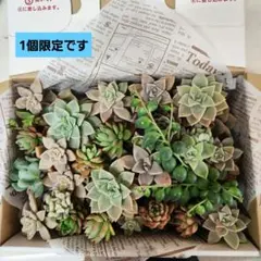 多肉植物 ★ゆうパケットプラス詰め合わせ