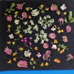 押し花セット 多彩な色合い