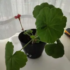 ゼラニウム 鉢植え 赤白バイカラー 花苗のサムネイル