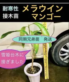 メラウインマンゴー 選抜種雪姫 接木苗 耐寒性 メラウインマンゴー 選抜種雪姫 接木苗 耐寒性 - メルカリ