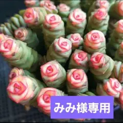 みみ ☆プロフィール変更しました☆様 リクエスト 3点 まとめ商品