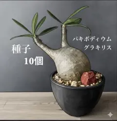 2026年最新】パキポディウムの人気アイテム - メルカリ