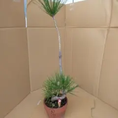 プチ盆栽、黒松根上がり、懸崖作り 目立った傷や汚れ無し - メルカリ