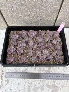 Ak様 リクエスト 2点 まとめ商品