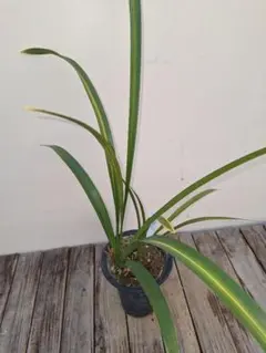 R8年キンリョウヘン花芽4本#10 - メルカリ