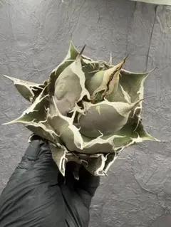 アガベ チタノタ 