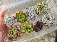 2026年最新】多肉韓国苗の人気アイテム - メルカリ