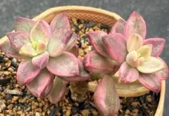 ② 子持ち蓮華錦 鏡花 抜き苗 オロスタキス 多肉植物 レア - メルカリ