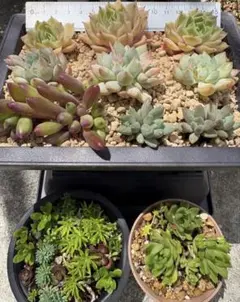 2026年最新】多肉植物 エケベリア セットの人気アイテム - メルカリ