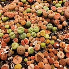 りりぃ87(*^^*)様 リクエスト 2点 まとめ商品