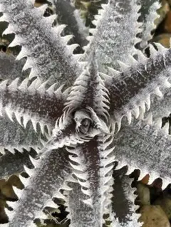 ディッキア ビッグブラザー Dyckia Big Brother - メルカリ