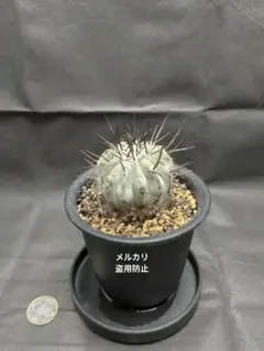 最新） コピアポア　シネレア　黒王丸系　産地おまかせ　合計種子５０粒 コピアポア シネレア 黒王丸① | hanayoshi-botanical