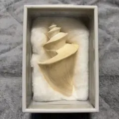 2026年最新】チマキボラの人気アイテム - メルカリ