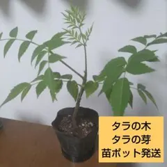 2025年最新】タラの芽 苗の人気アイテム - メルカリ