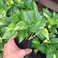 ゴールデンポトス　1鉢　生産直送のサムネイル