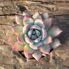 2025年最新】多肉植物 リンゼアナの人気アイテム - メルカリ