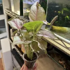 ② シンゴニウム　ネオン　土植え　観葉植物