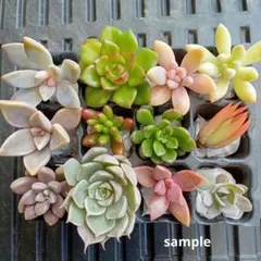 多肉植物　苗12種類　カット苗