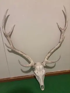 2026年最新】鹿 標本の人気アイテム - メルカリ