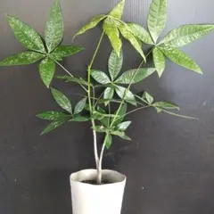 2025年最新】パキラ ミルキーウェイ 実生の人気アイテム - メルカリ